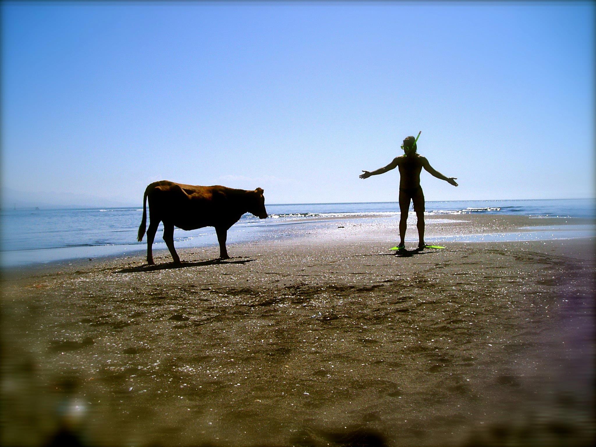 heiko_p_hoefner Kuh am Strand